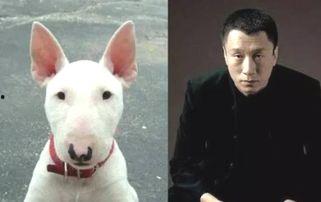 和明星撞脸的狗,那些与明星撞脸的可爱狗狗